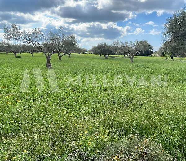 Uliveto in C.da San Biagio, Scicli