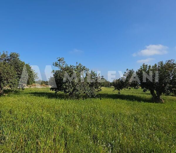 Agricultural Land in the Countryside of Scicli